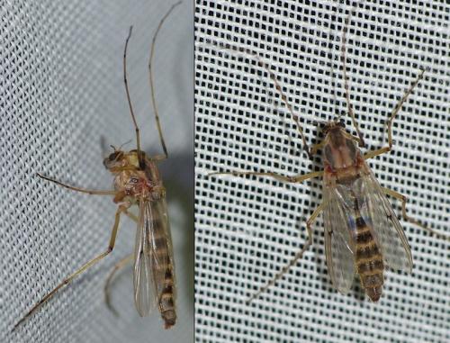 Chironomus sp.