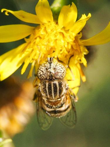 Réf. 172 850 : Eristalinus megacephalus