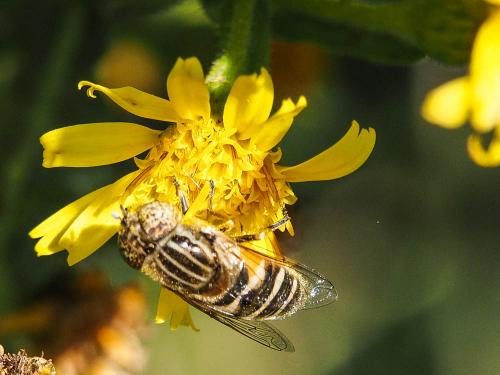 Eristalinus megacephalus
