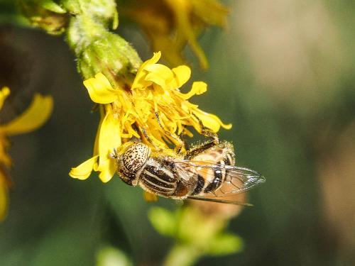 Eristalinus megacephalus