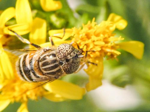 Eristalinus megacephalus