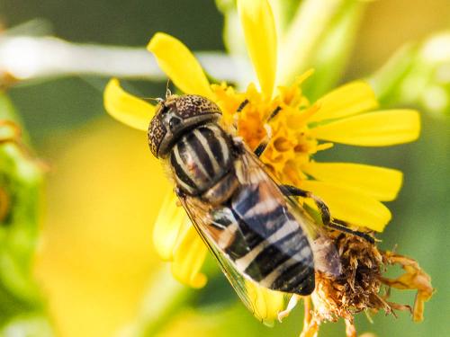 Réf. 172 878 : Eristalinus megacephalus