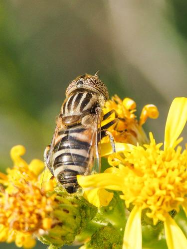 Réf. 172 879 : Eristalinus megacephalus