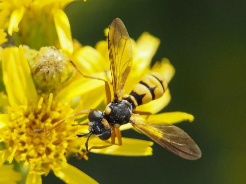 Réf. 172 926 : Conops vitellinus