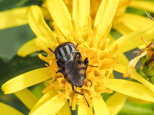 Stomorhina lunata