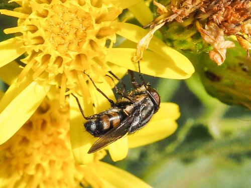 Stomorhina lunata