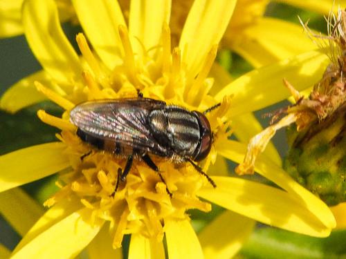 Stomorhina lunata
