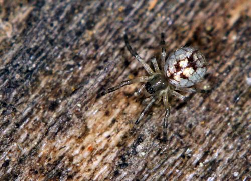 Theridiosoma gemmosum