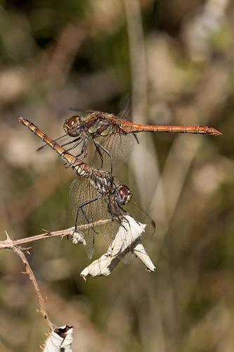 Sympetrum striolatum