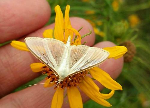Palpita sp.