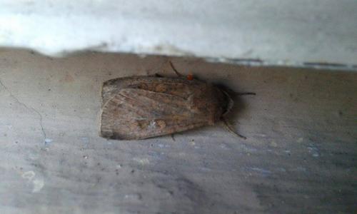 Réf. 172 231 : Xestia xanthographa