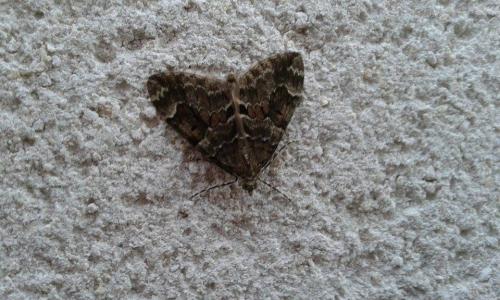 Thera sp.