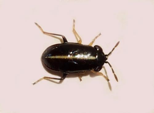 Geocoris ater