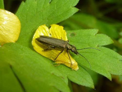 Oedemera sp.