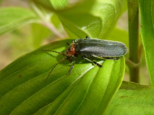 Cantharis fusca