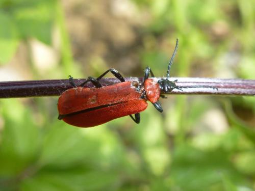 Réf. 172 216 : Pyrochroa coccinea