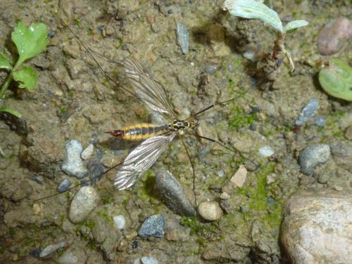 Nephrotoma appendiculata