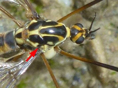 Nephrotoma appendiculata