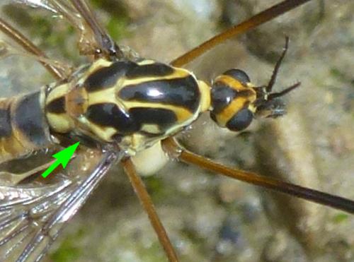 Nephrotoma appendiculata