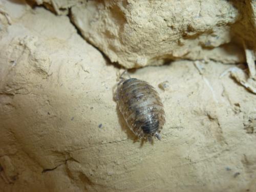 Porcellio sp.