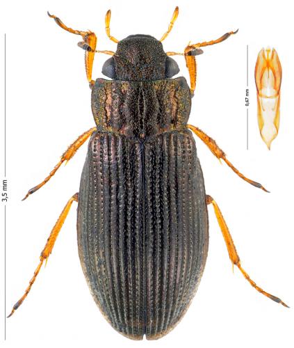 Helophorus flavipes