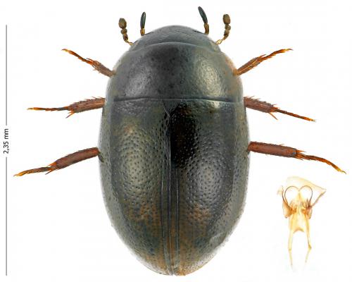 Réf. 172 442 : Anacaena lutescens