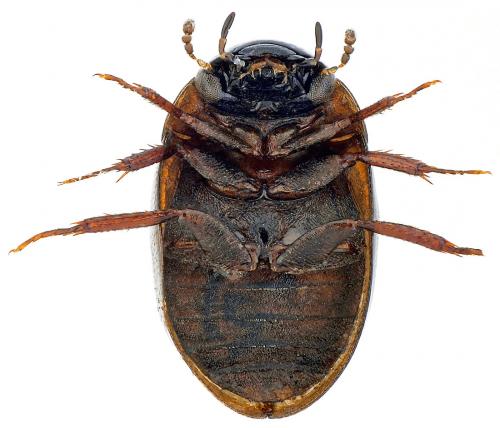 Réf. 172 516 : Anacaena lutescens