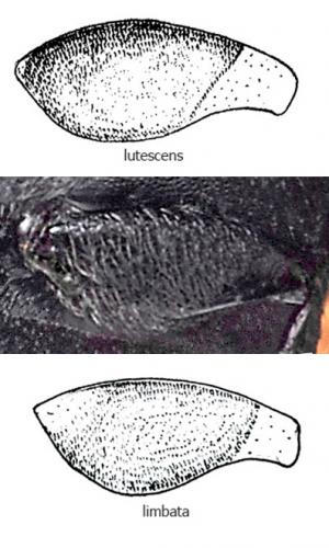 Réf. 172 508 : Anacaena lutescens