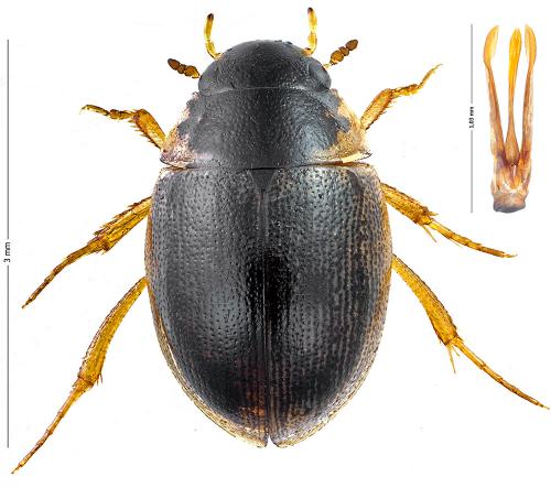 Laccobius bipunctatus