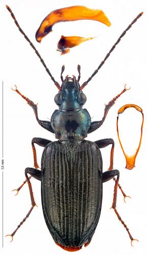 Réf. 172 455 : Bembidion ascendens