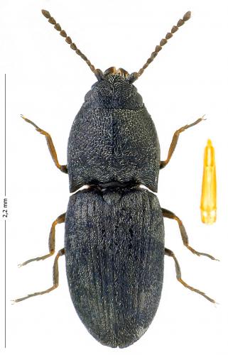 Zorochros meridionalis