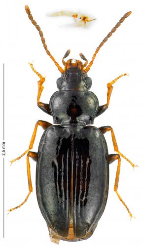 Réf. 172 554 : Tachyura sexstriata