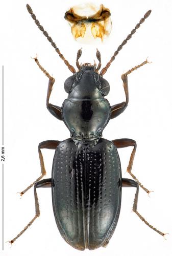 Bembidion azurescens