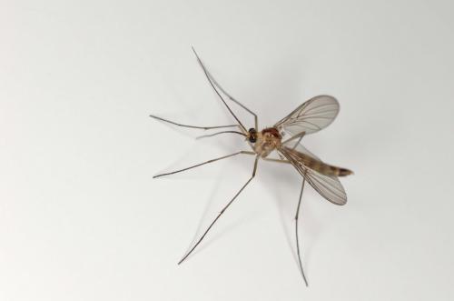 Macrocera sp.