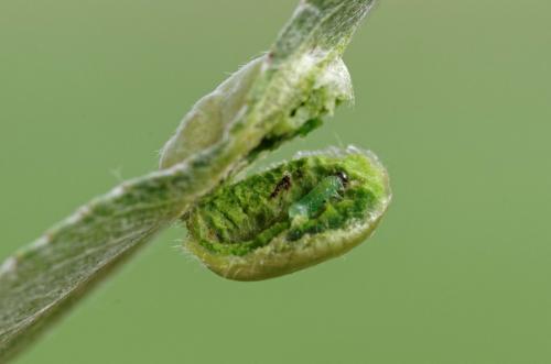 Euura sp.