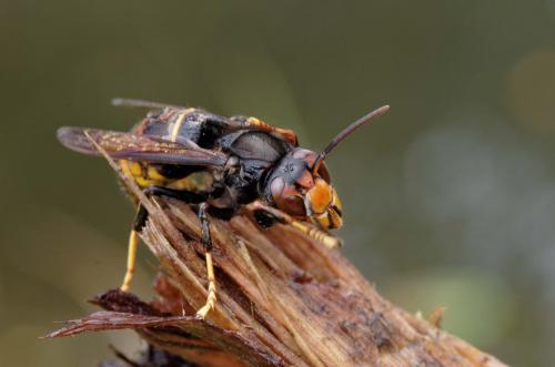 Vespa velutina