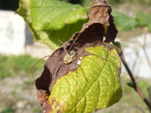 Phalangium opilio