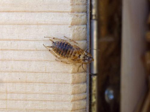 Réf. 172 719 : Ectobius sp.