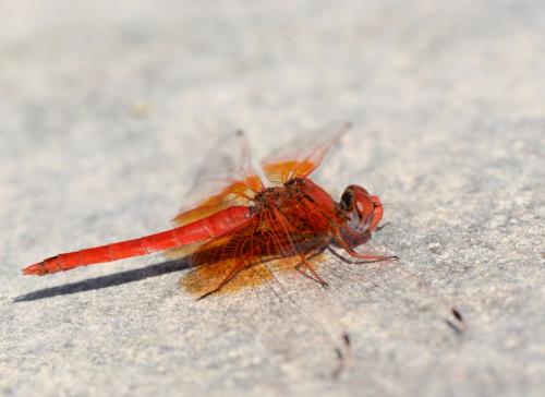 Réf. 172 693 : Trithemis kirbyi