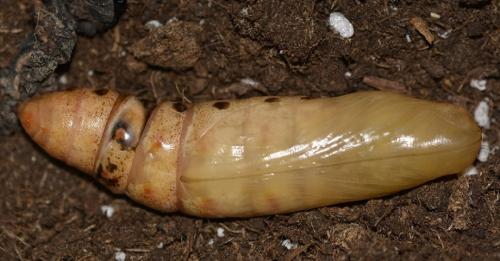 Daphnis nerii
