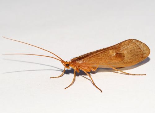 Réf. 172 921 : Stenophylax permistus