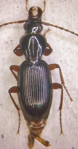 Stomis pumicatus