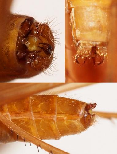 Réf. 172 923 : Stenophylax permistus