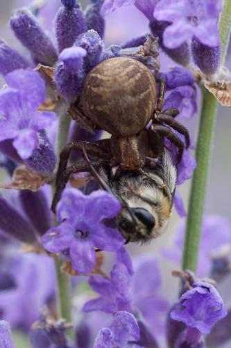 Xysticus sp.