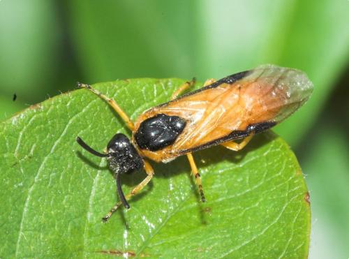 Arge ochropus