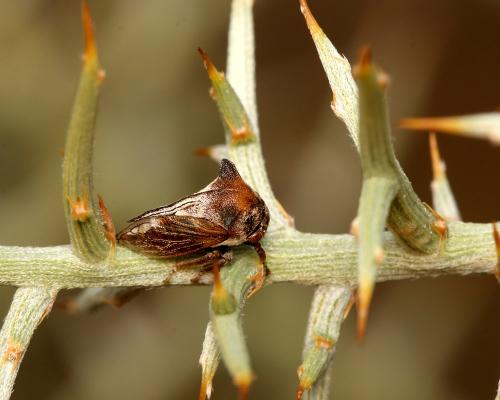 Centrotus chloroticus