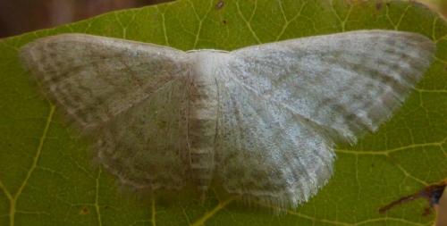 Réf. 172 027 : Idaea subsericeata