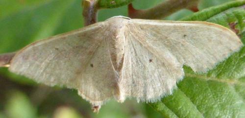 Réf. 172 028 : Idaea sp.