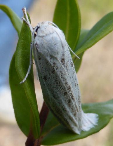 Réf. 172 029 : Coscinia cribraria