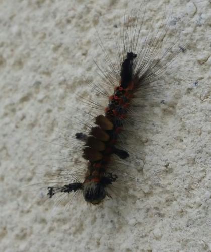 Orgyia antiqua